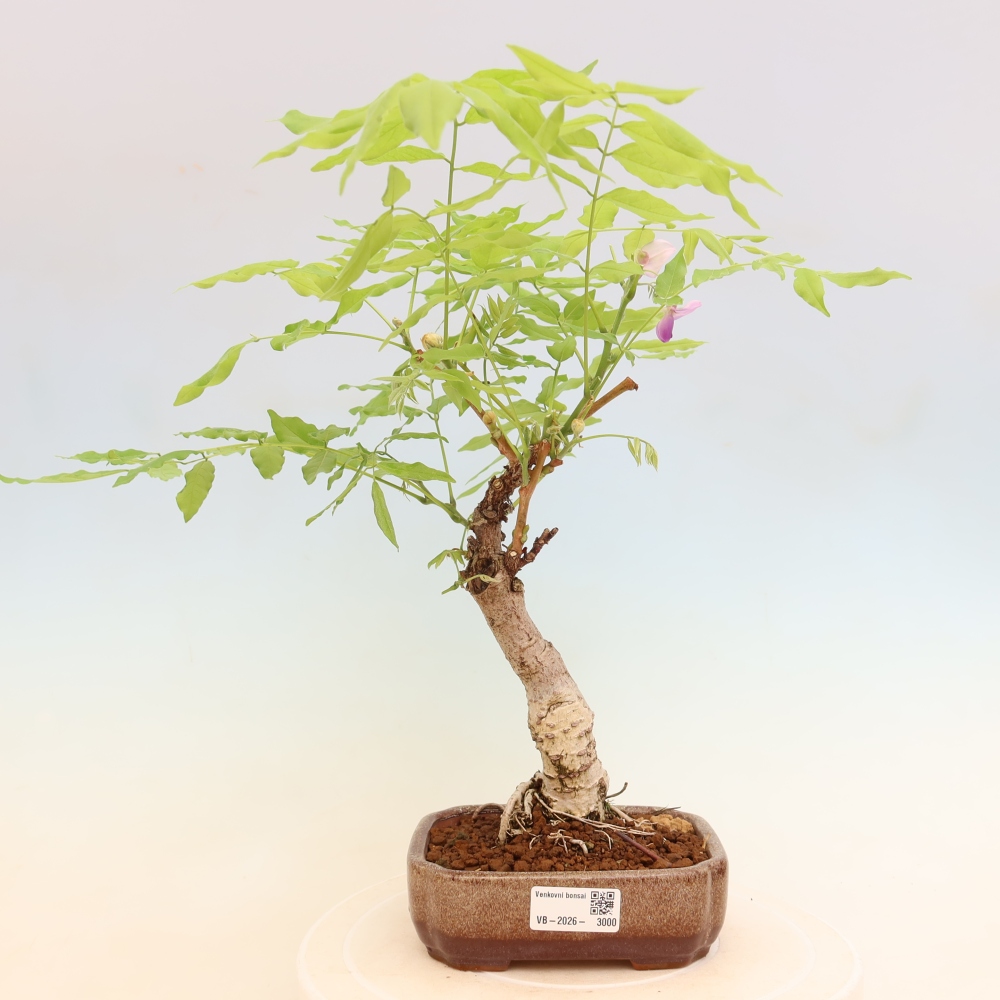 Venkovní bonsai - Vistarie květnatá - Wisteria floribunda