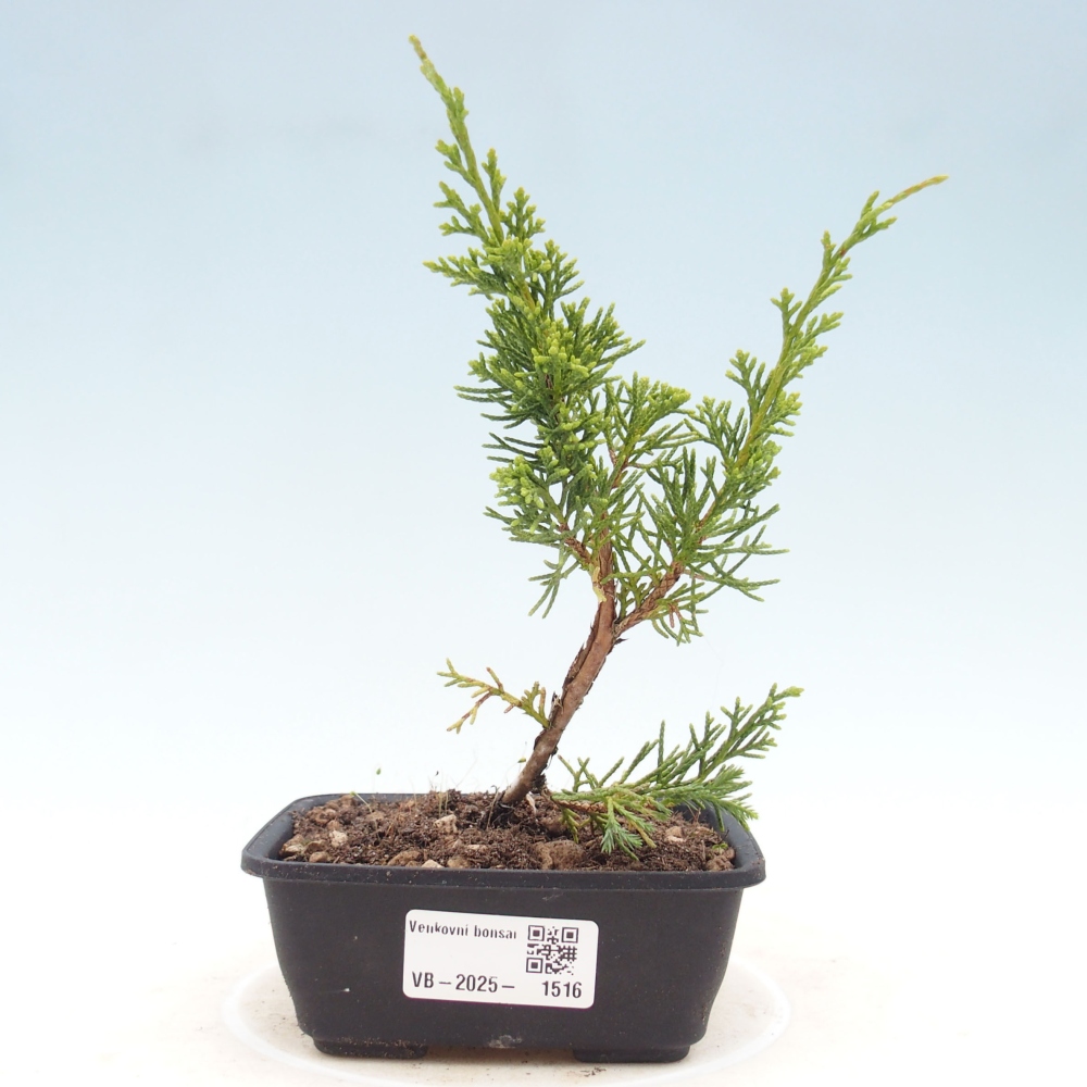Venkovní bonsai - Juniperus chinensis Itoigawa -Jalovec čínský