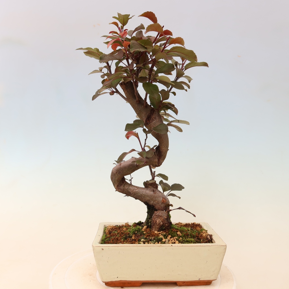 Venkovní bonsai -Malus domestica - Maloplodá jabloň červenolistá