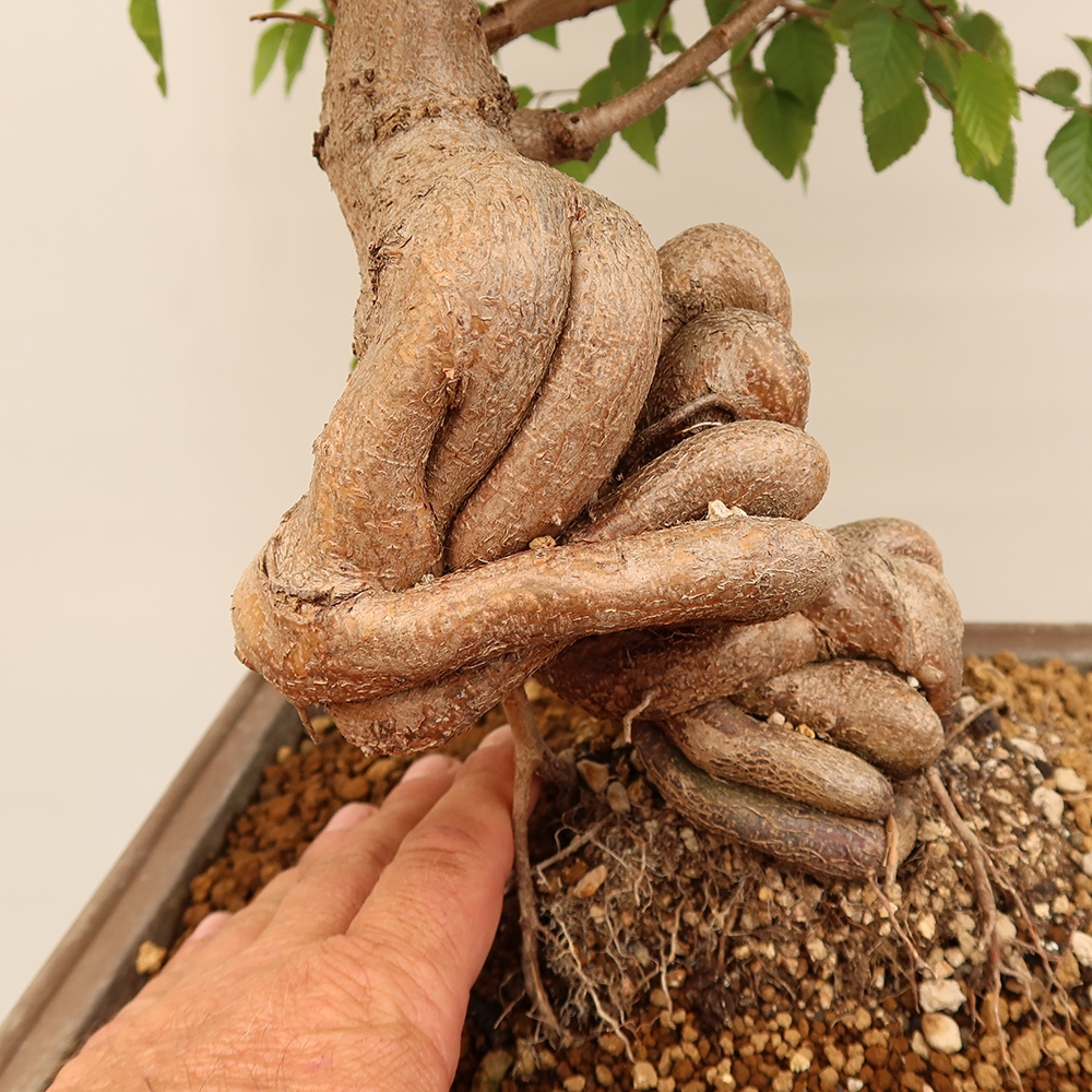 Venkovní bonsai -Carpinus Coreana - Habr korejský