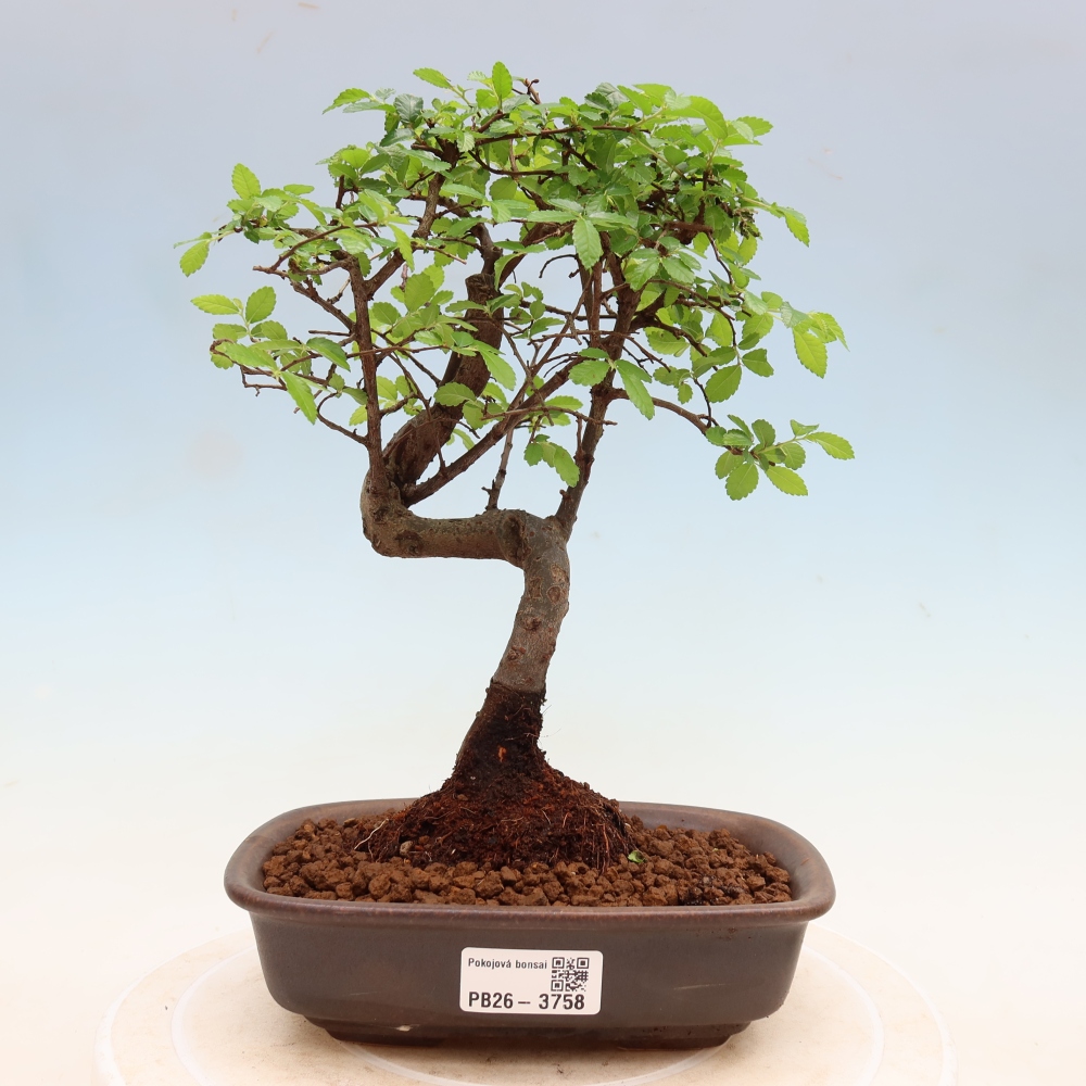 Pokojová bonsai - Ulmus parvifolia - Malolistý jilm