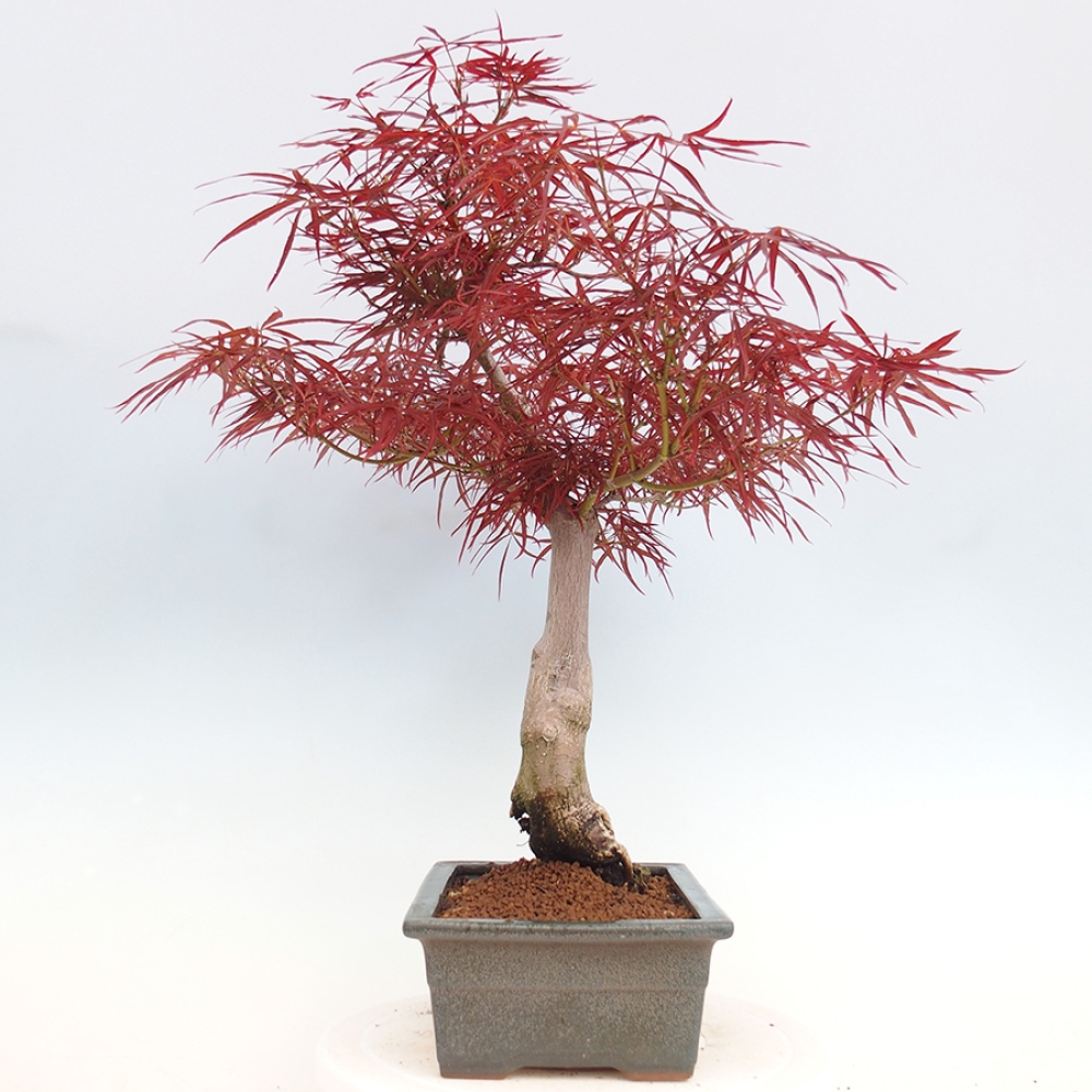 Venkovní bonsai - Javor dlanitolistý - Acer palmatum RED PYGMY