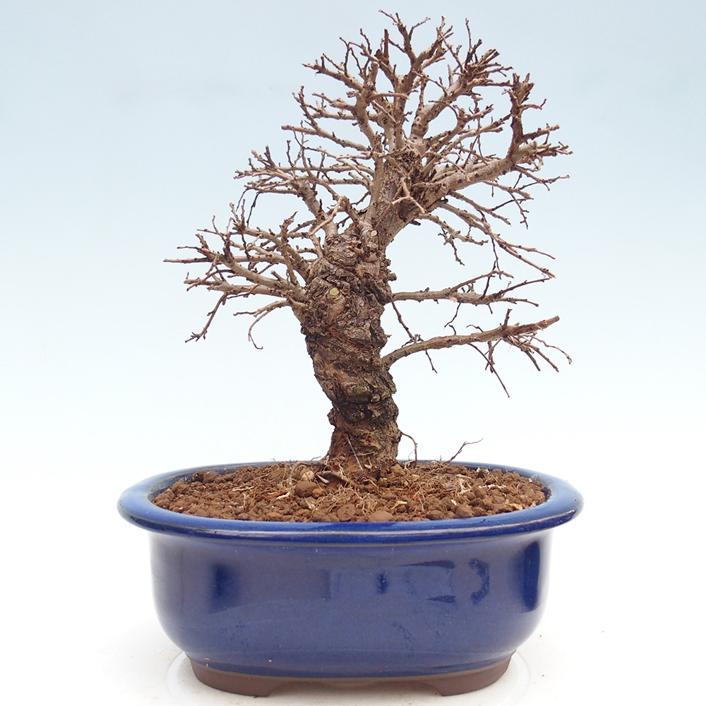 Venkovní bonsai - Zelkova - Zelkova NIRE