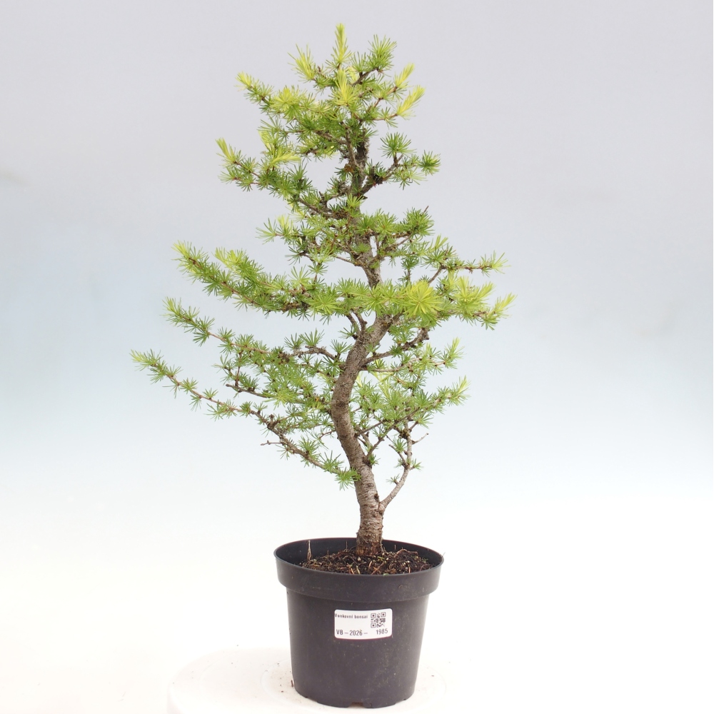 Venkovní bonsai -Larix decidua - Modřín opadavý 