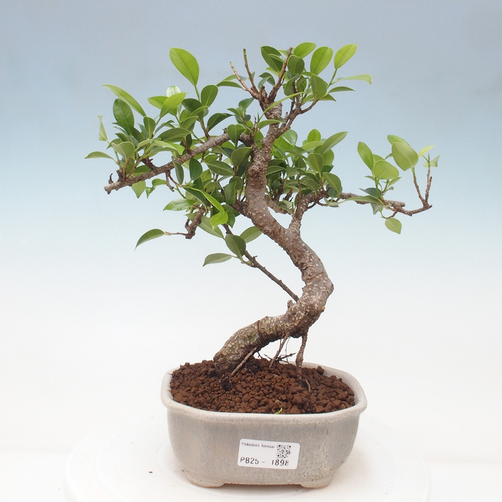 Pokojová bonsai - Ficus retusa -  malolistý fíkus