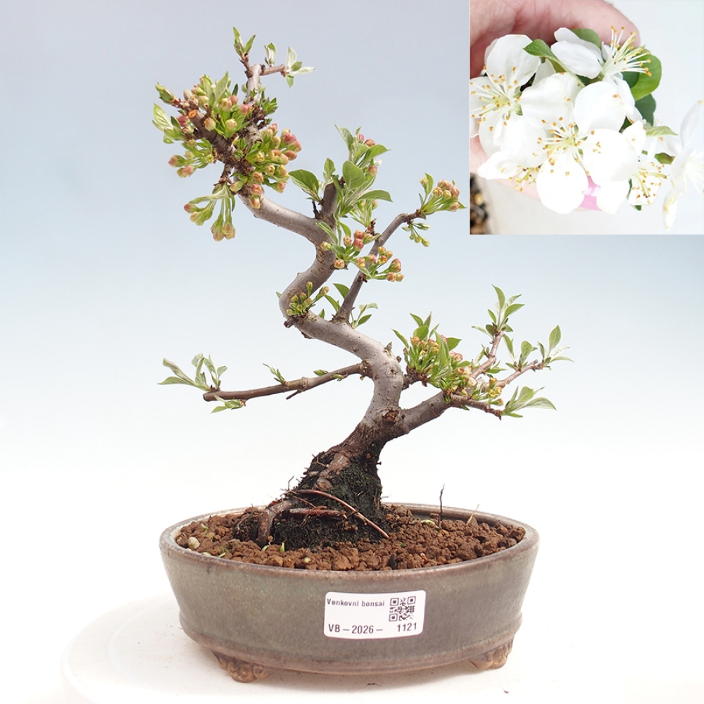 Venkovní bonsai - Malus sargentii -  Maloplodá jabloň