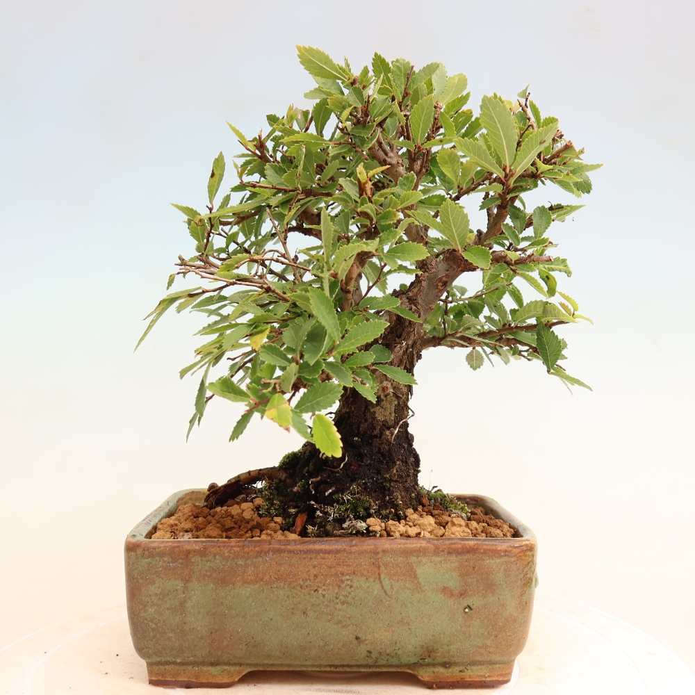 Venkovní bonsai - Zelkova - Zelkova NIRE
