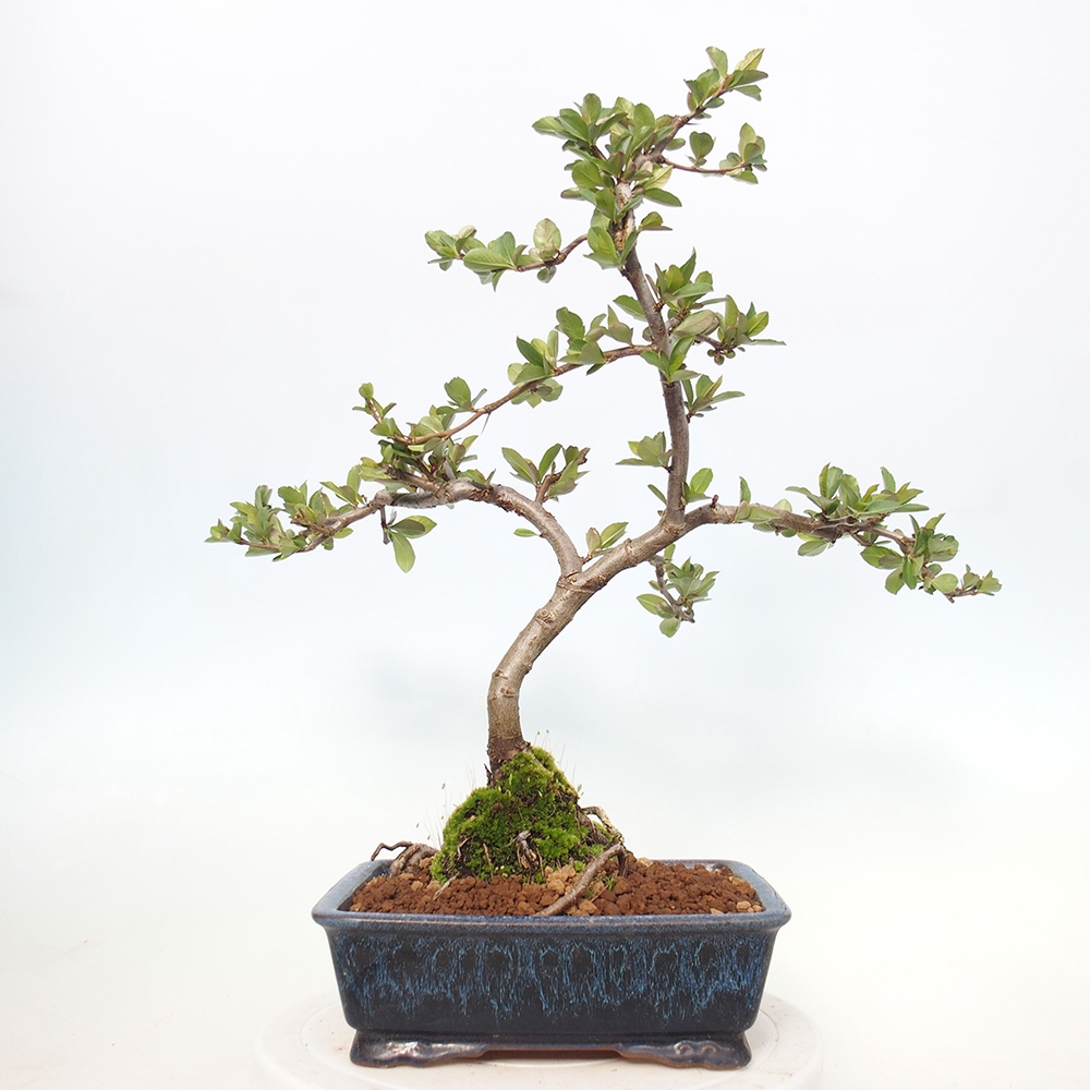 Venkovní bonsai - Chaneomeles sup. Nicoline - kdoulovec