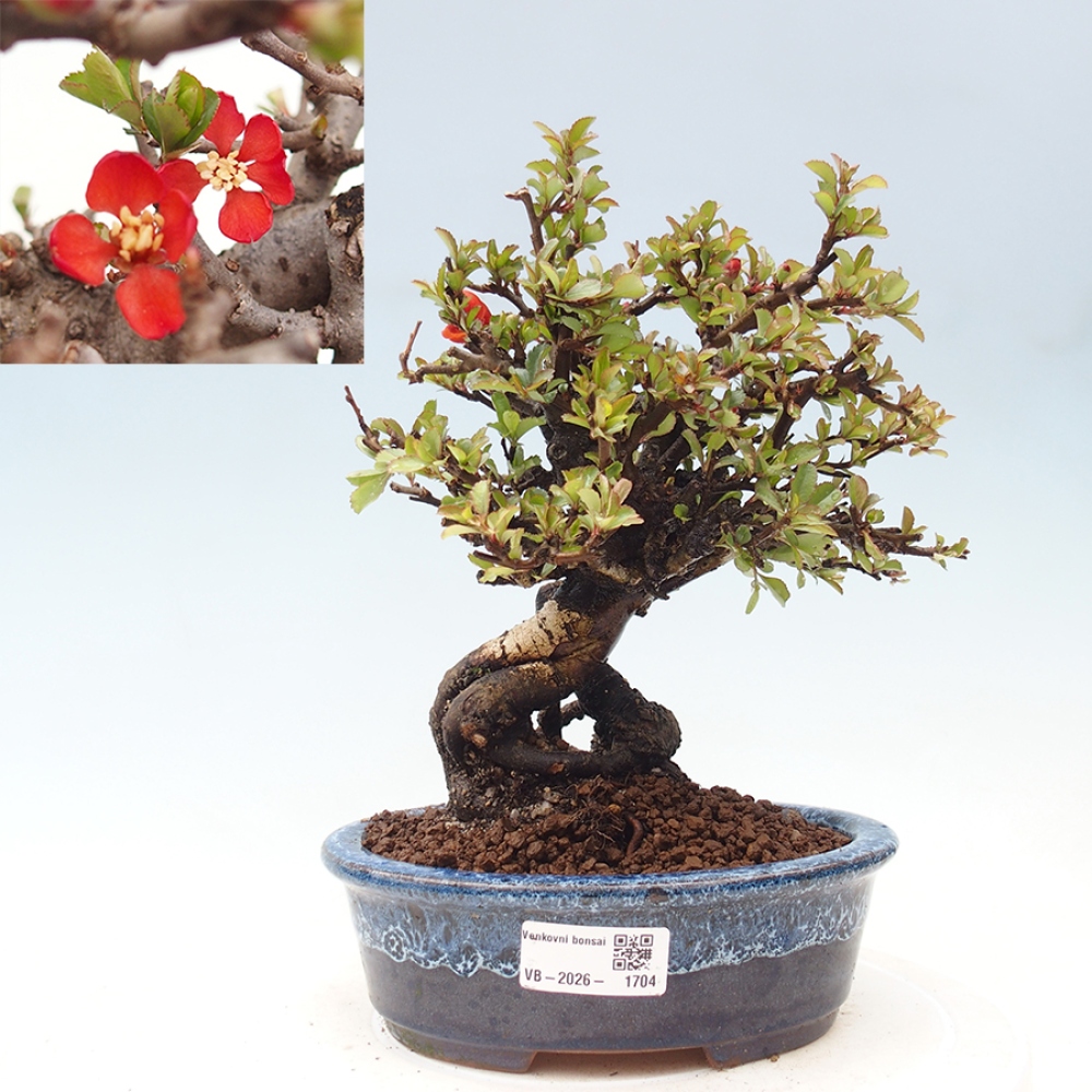 Venkovní  bonsai -  Chaneomeles speciosa - Kdoulovec ozdobný