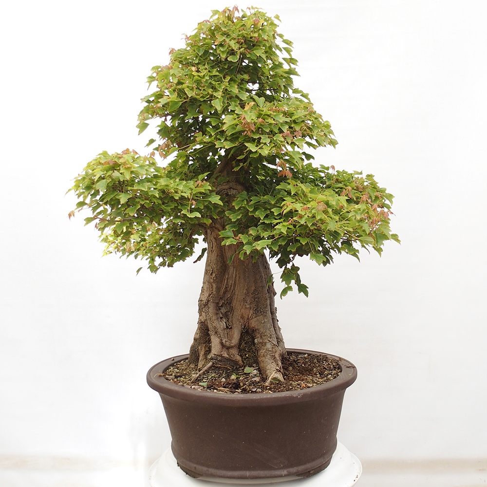 Venkovní bonsai - Acer Buergerianum - Javor Burgerův