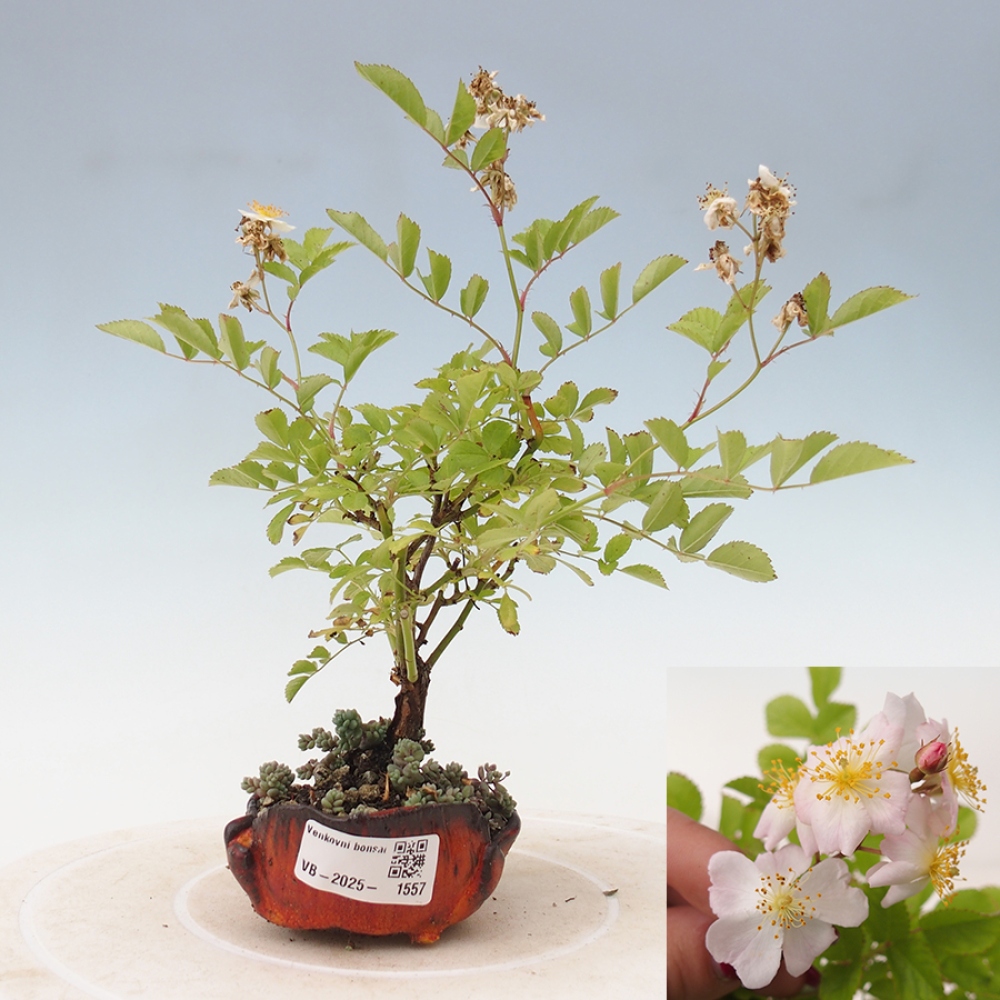 Venkovní bonsai - Rosa sp. - malokvětá růže