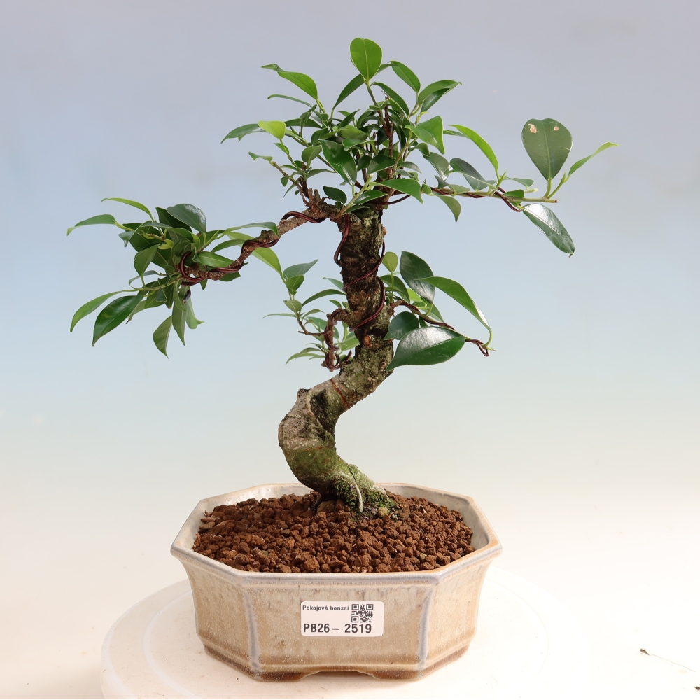Pokojová bonsai - Ficus retusa -  malolistý fíkus