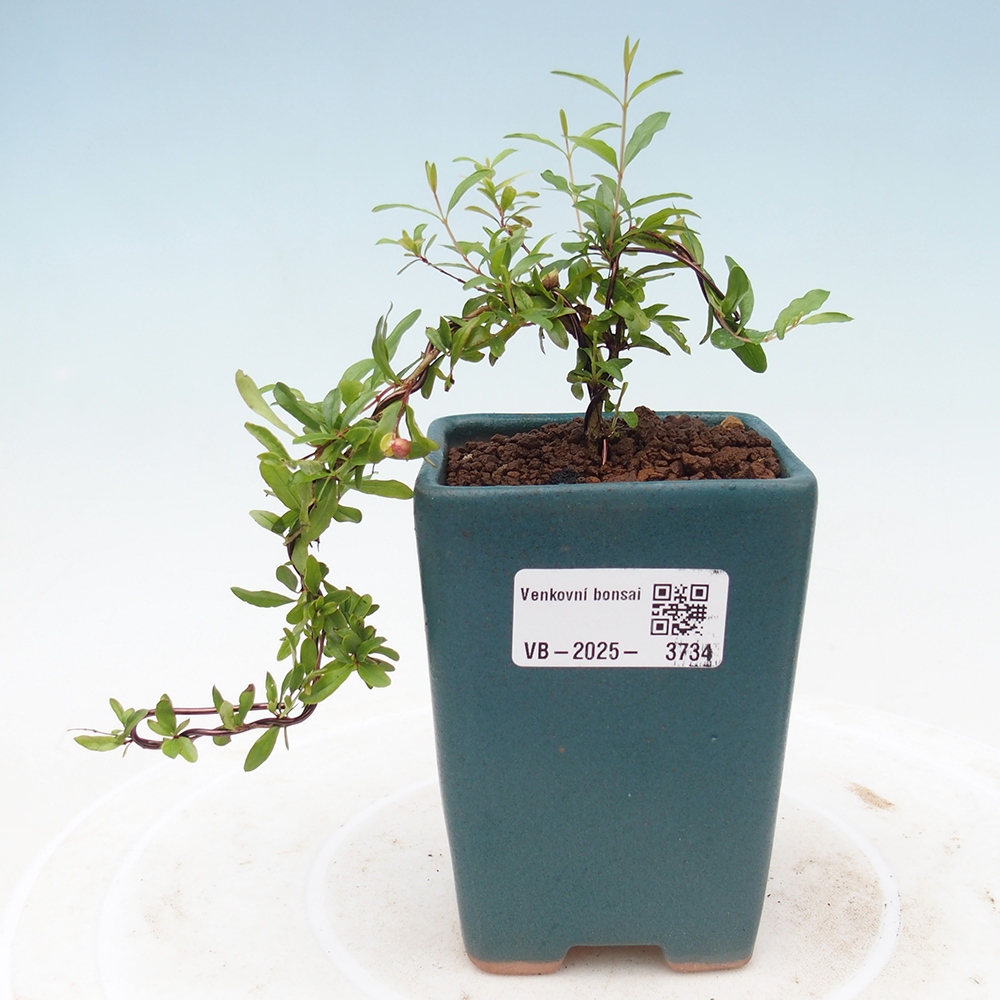 Pokojová bonsai-PUNICA granatum nana-Granátové jablko