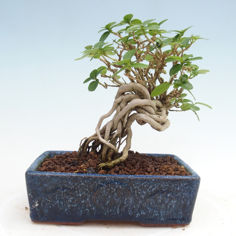 Pokojová bonsai - Premna serratifolia  - Kozlovoň malolistá