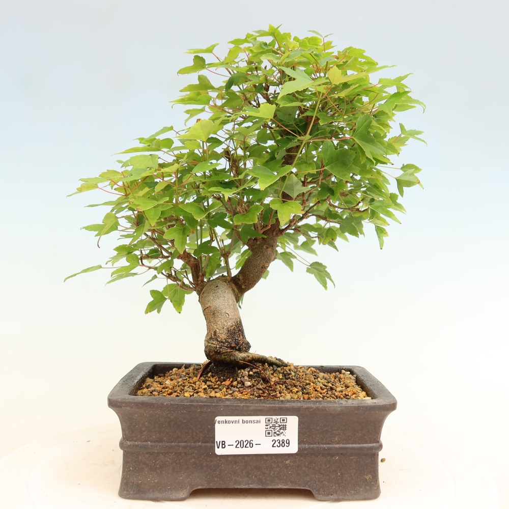 Venkovní bonsai - Javor Burgerův - Acer Burgerianum 