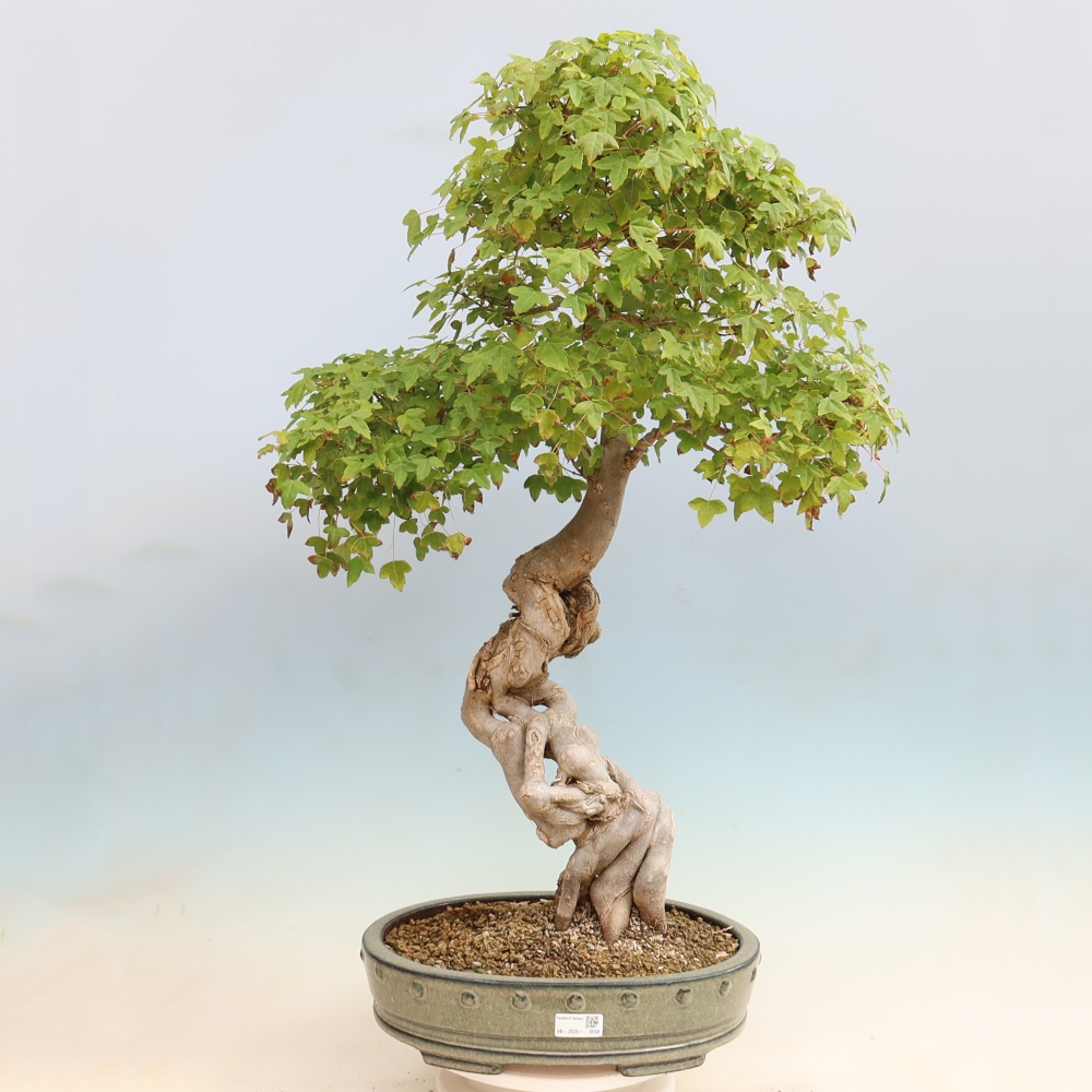 Venkovní bonsai - Acer Buergerianum - Javor Burgerův