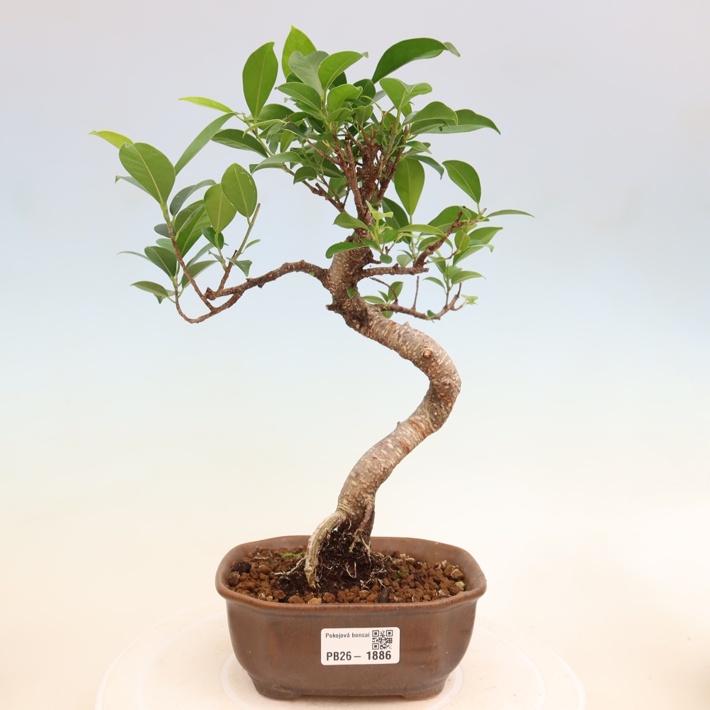 Pokojová bonsai - Ficus retusa -  malolistý fíkus