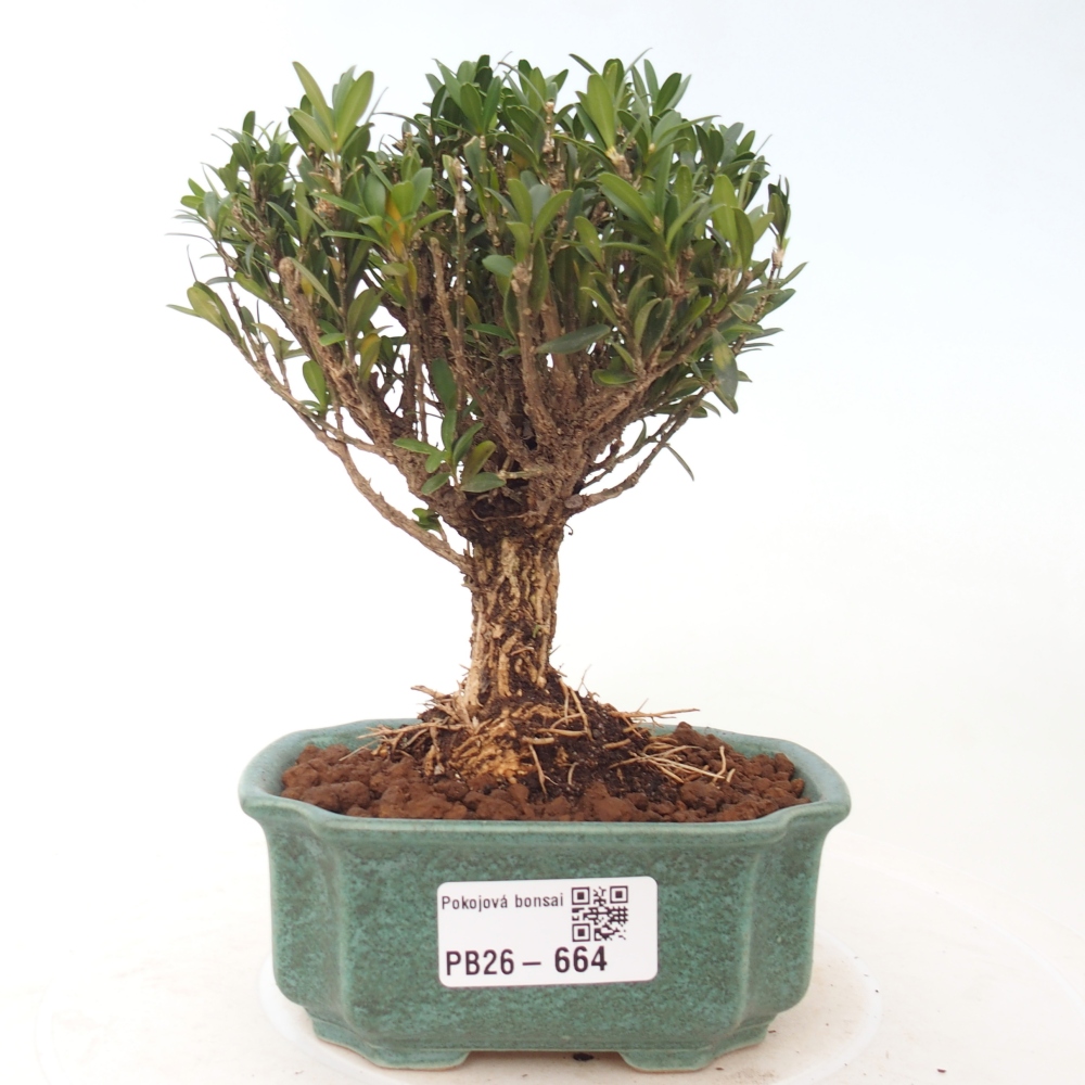 Pokojová bonsai - Buxus harlandii -korkový buxus