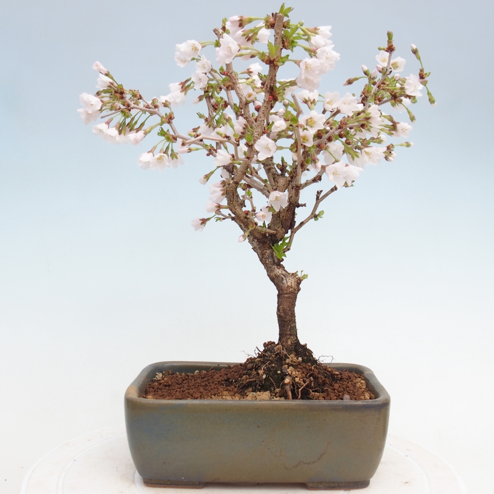 Venkovní bonsai - Prunus incisa Kojou-no mai-Slivoň vyříznutá