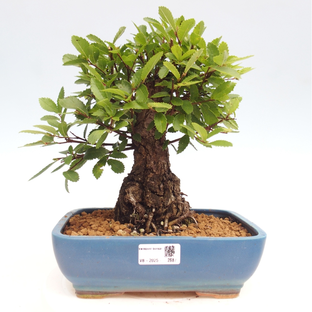 Venkovní bonsai - Zelkova - Zelkova NIRE