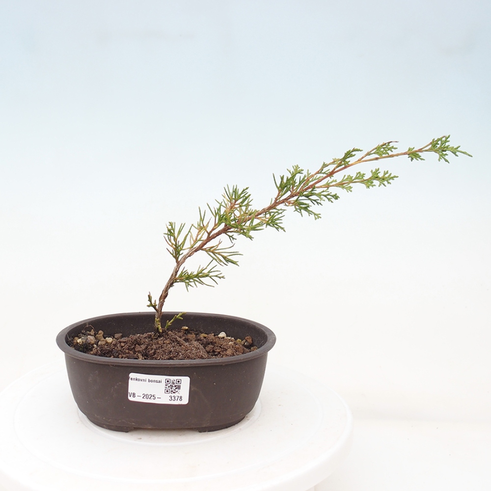 Venkovní bonsai - Juniperus chinensis Itoigawa -Jalovec čínský