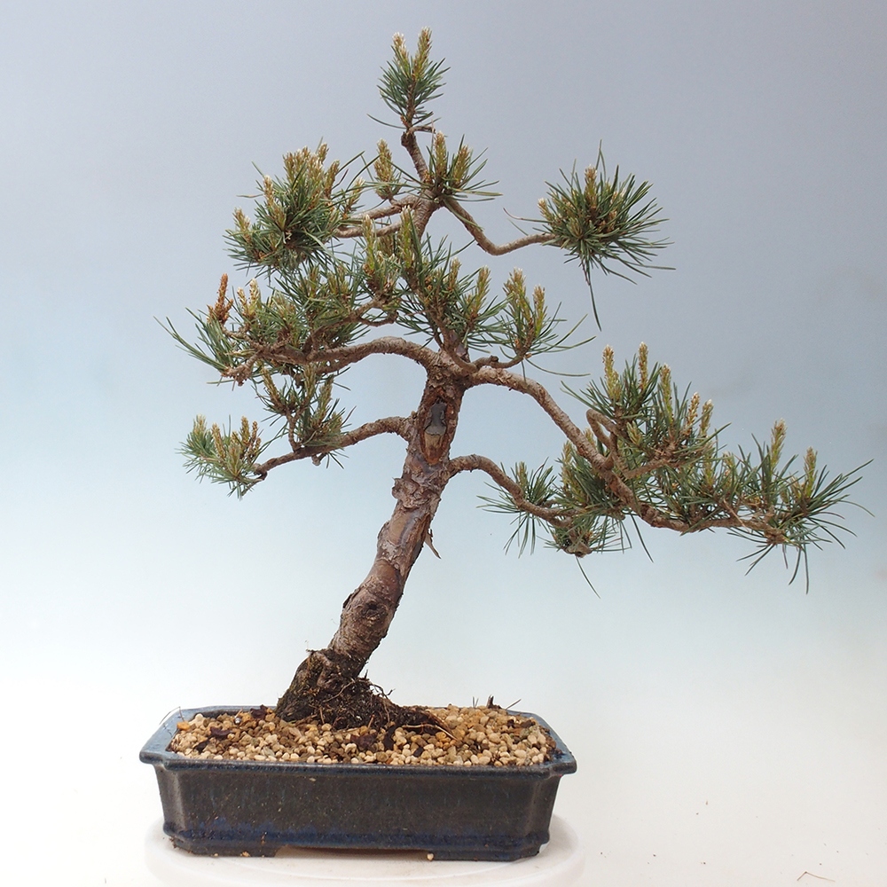 Venkovní bonsai - Pinus Sylvestris Watererri - Borovice lesní