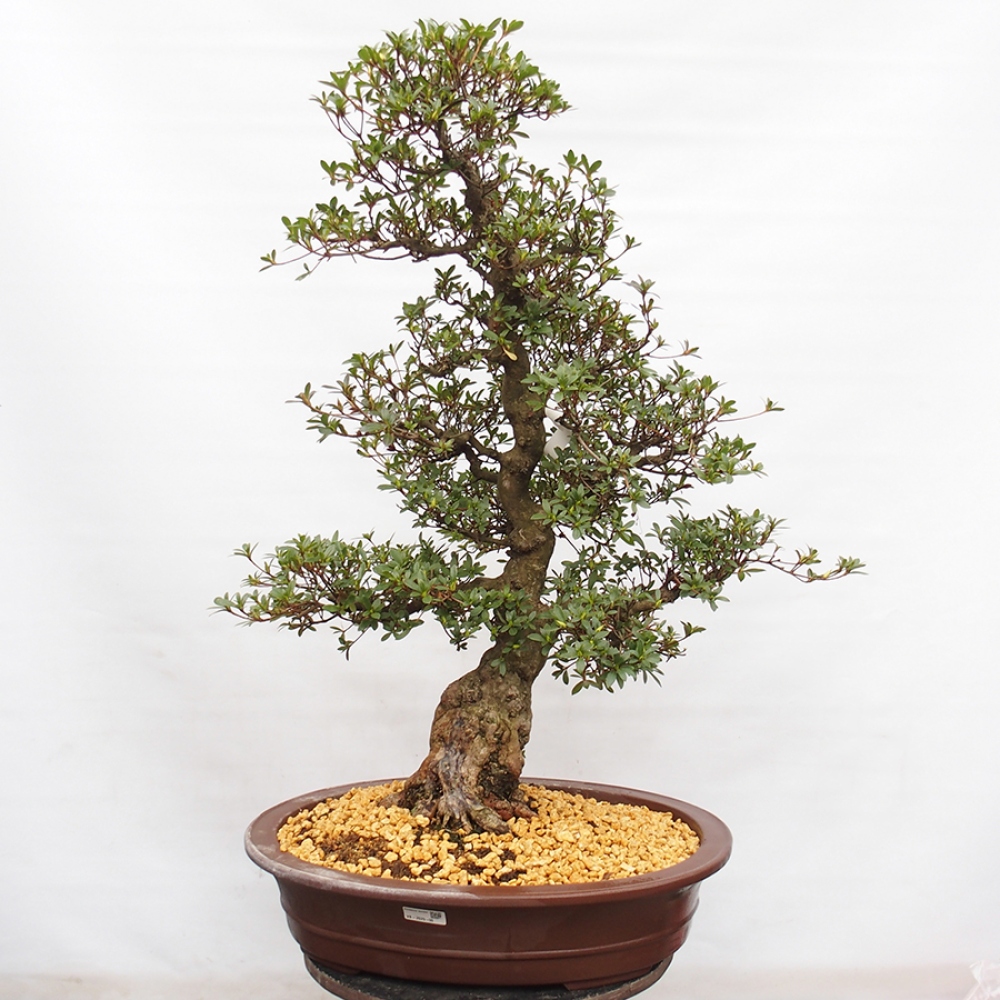 Venkovní bonsai - Japonská azalka - Azalea Suiren