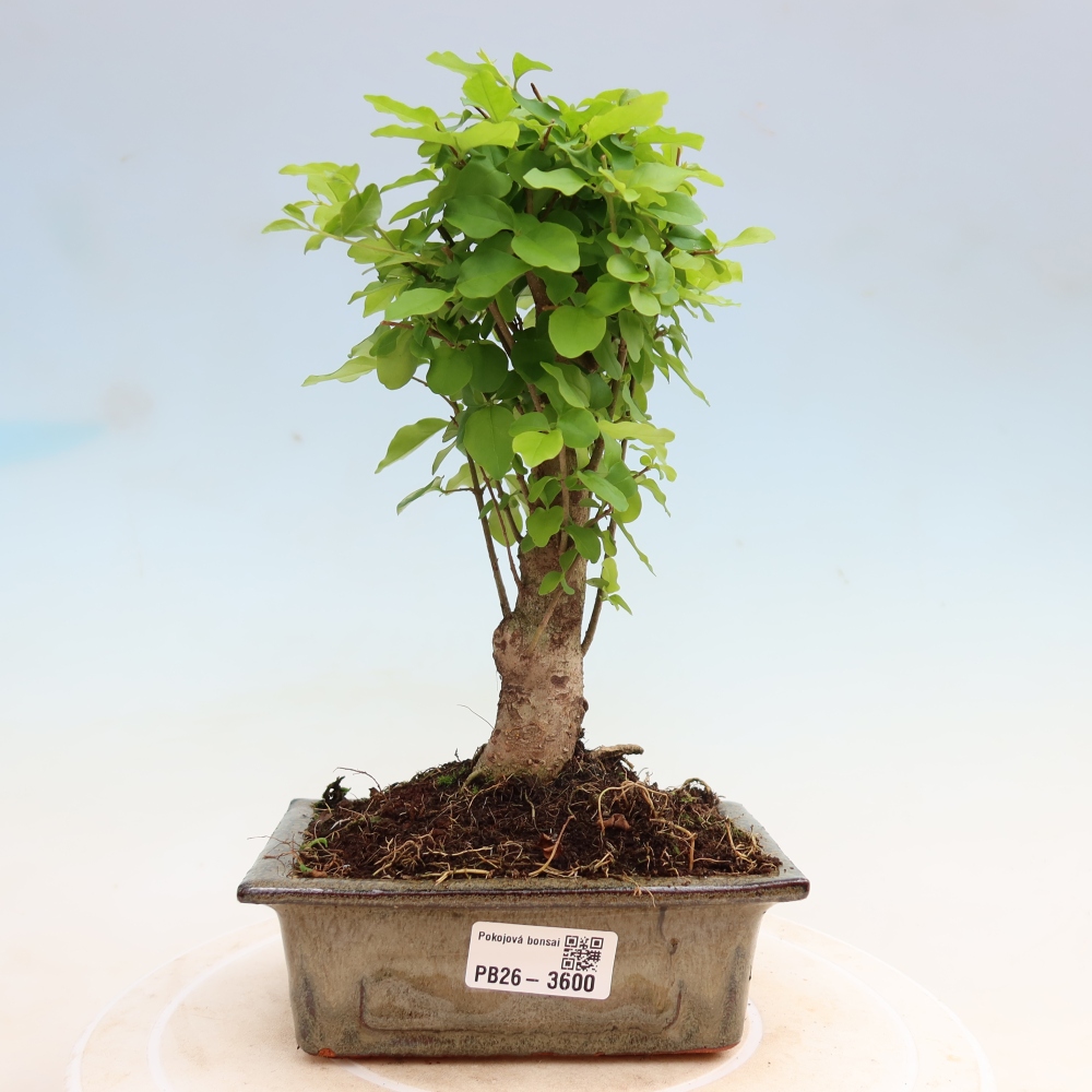 Pokojová bonsai -Ligustrum chinensis - Ptačí zob