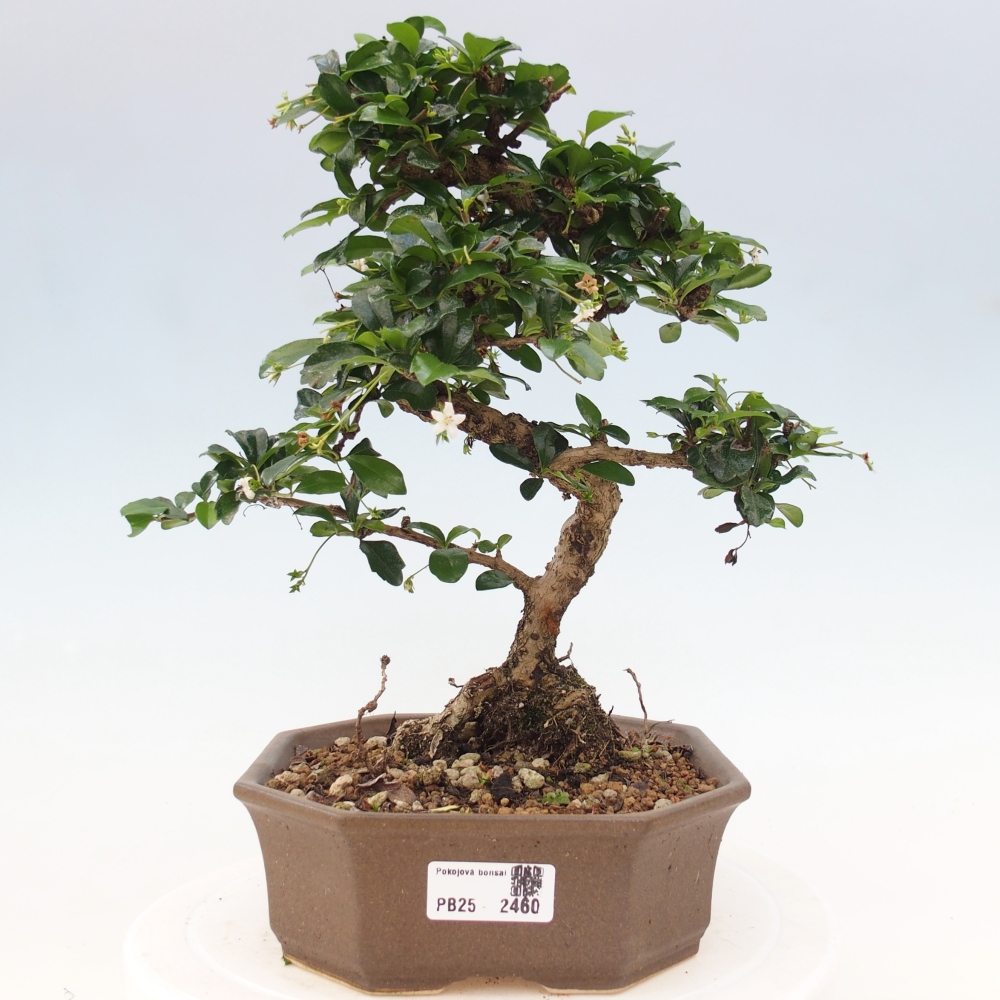 Pokojová bonsai - Carmona macrophylla - Čaj fuki