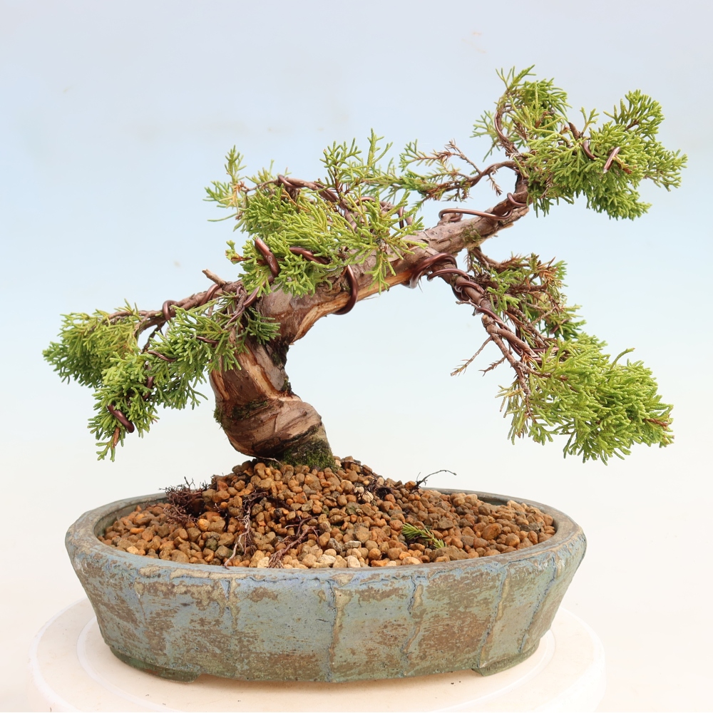 Venkovní bonsai - Juniperus chinensis Itoigawa-Jalovec čínský