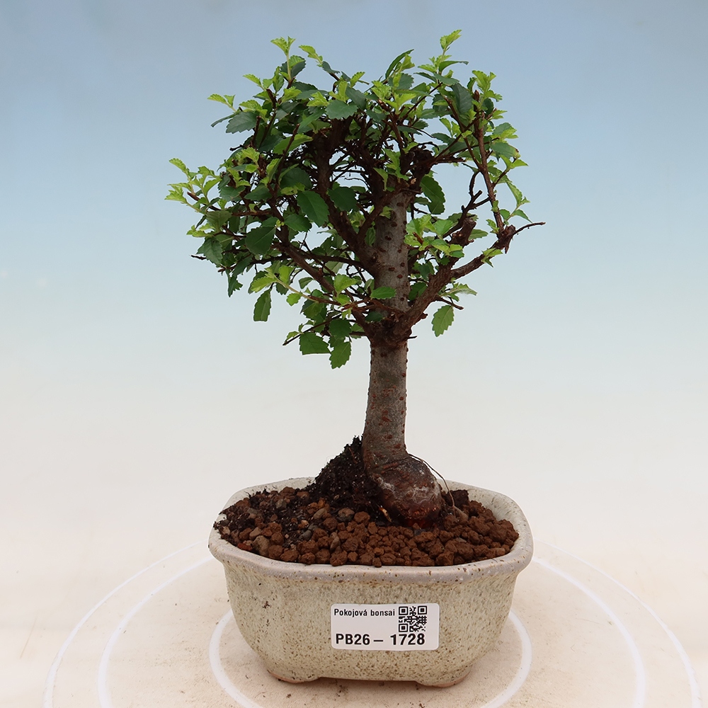 Pokojová bonsai - Ulmus parvifolia - Malolistý jilm