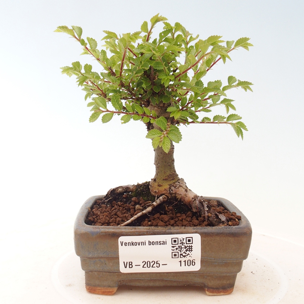 Venkovní bonsai - Ulmus parvifolia Sagei - Malolistý jilm