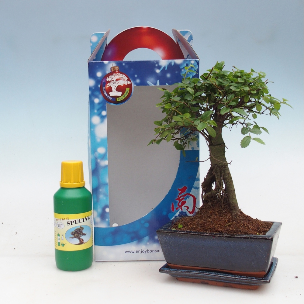 Pokojová bonsai v dárkové krabičce Ulmus parvifolia - Jilm čínský