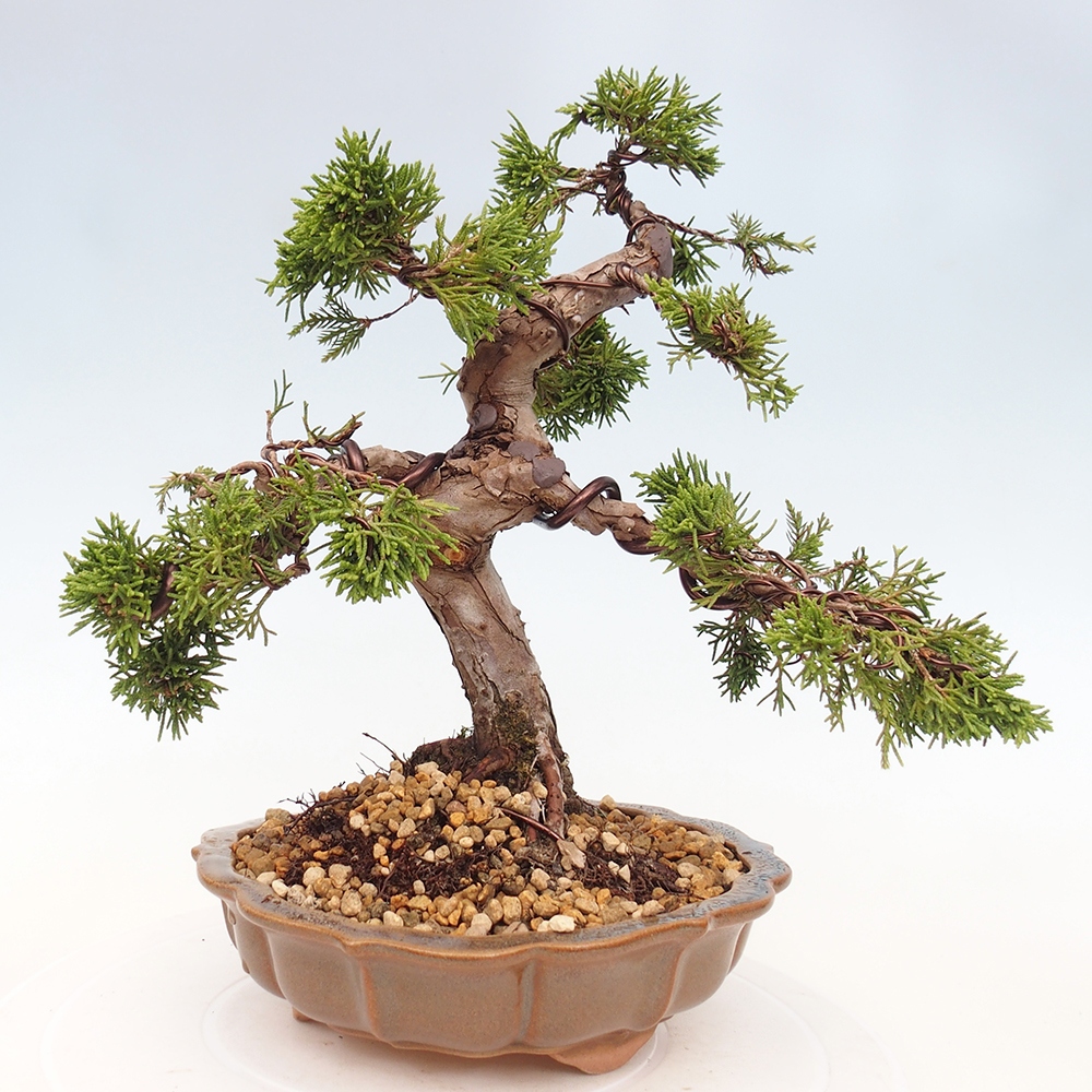 Venkovní bonsai - Juniperus chinensis Itoigawa -Jalovec čínský