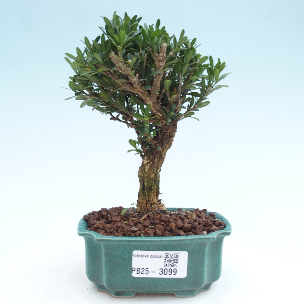 Pokojová bonsai - Buxus harlandii -korkový buxus