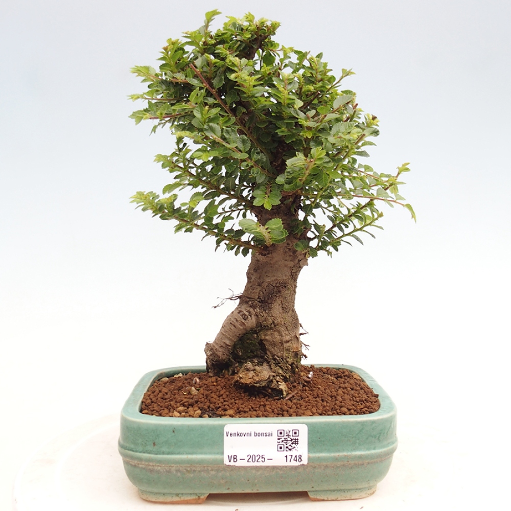 Venkovní bonsai - Ulmus parvifolia Hokkaido - jilm Činski