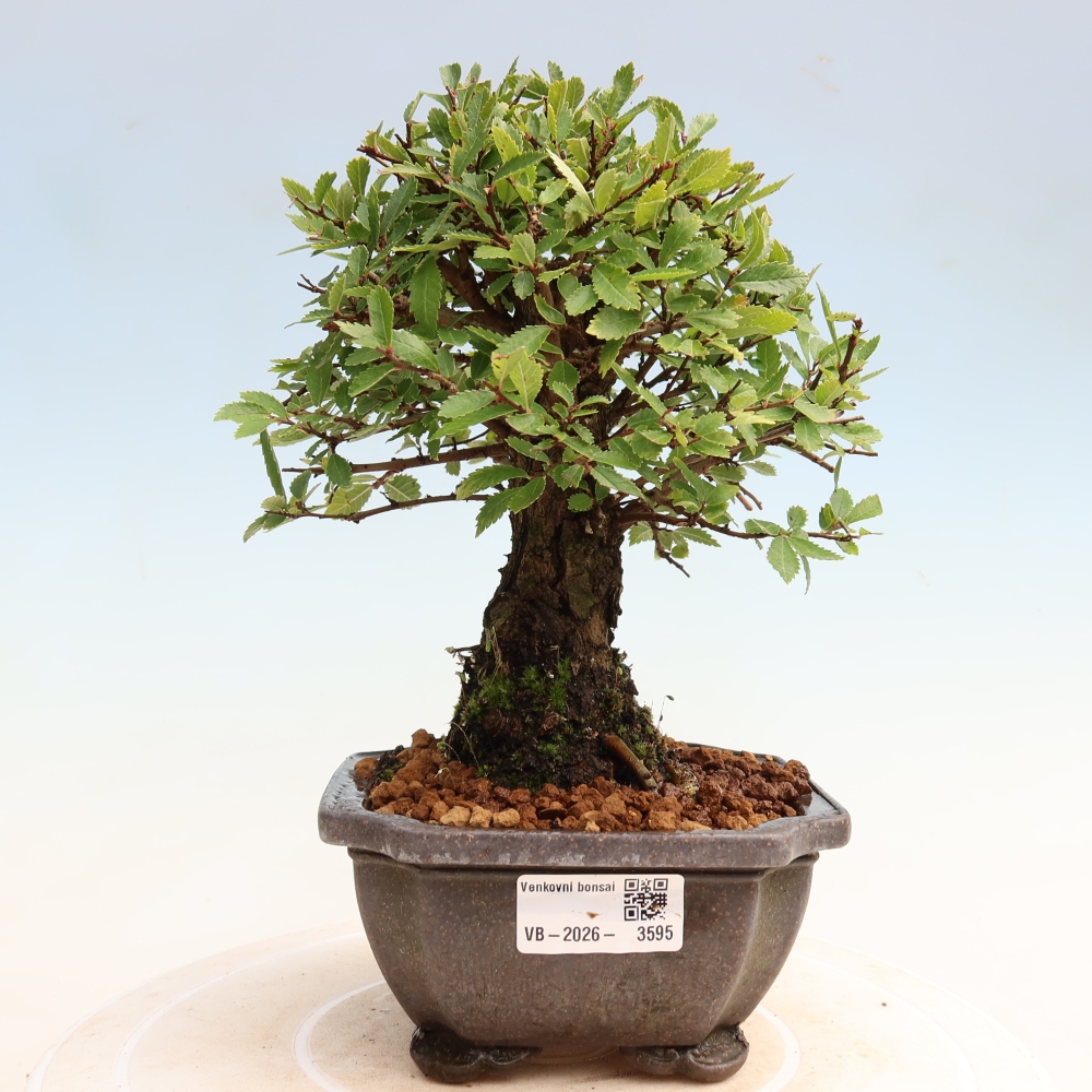 Venkovní bonsai - Zelkova - Zelkova NIRE