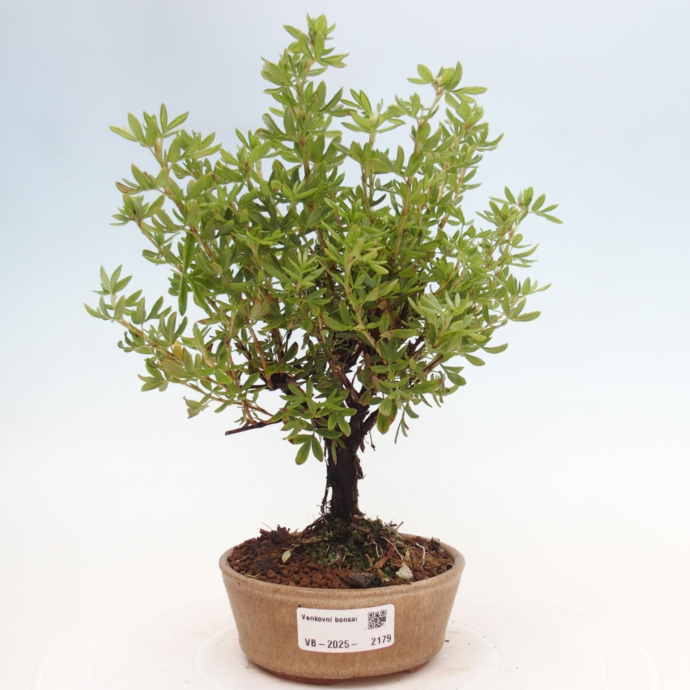 Venkovní bonsai-Mochna křovitá - potentila fruticosa yellow Bird