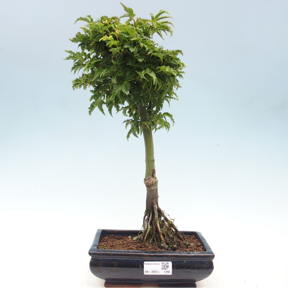 Venkovní bonsai -Javor dlanitolistý Acer palmatum Shishigashira