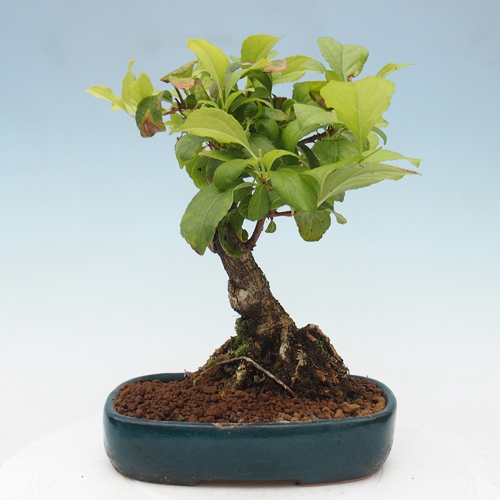 Venkovní bonsai - Celastrus  orbiculatus - Jesenec okrouhlolistý