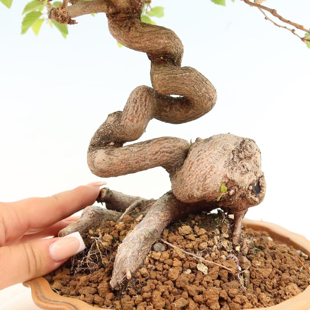 Venkovní bonsai -Carpinus coreana - Habr korejský