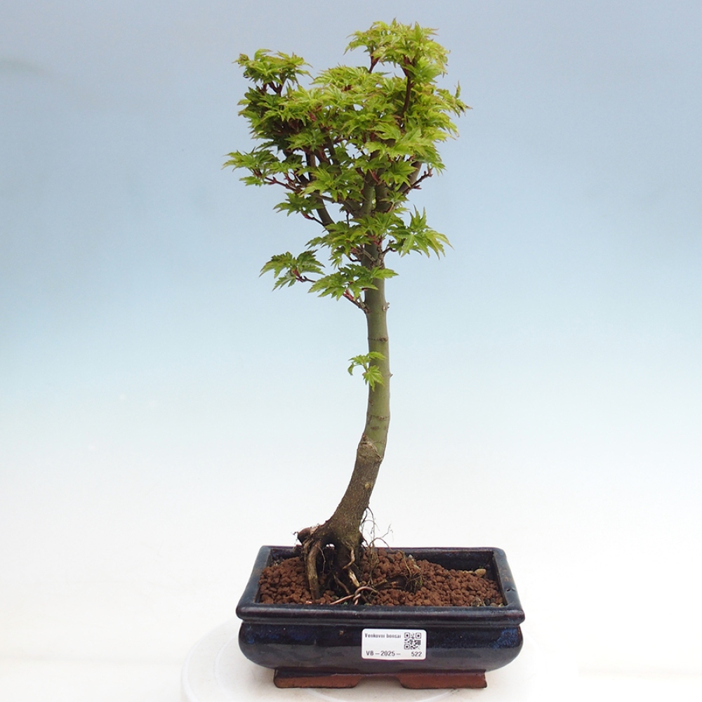 Venkovní bonsai -Javor dlanitolistý Acer palmatum Shishigashira