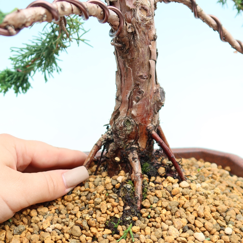 Venkovní bonsai - Juniperus chinensis Kishu -Jalovec čínský