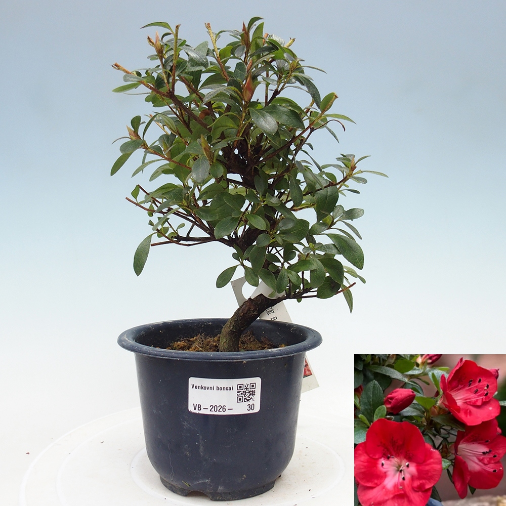 Venkovní bonsai - Japonská azalka - Azalea Benibeni