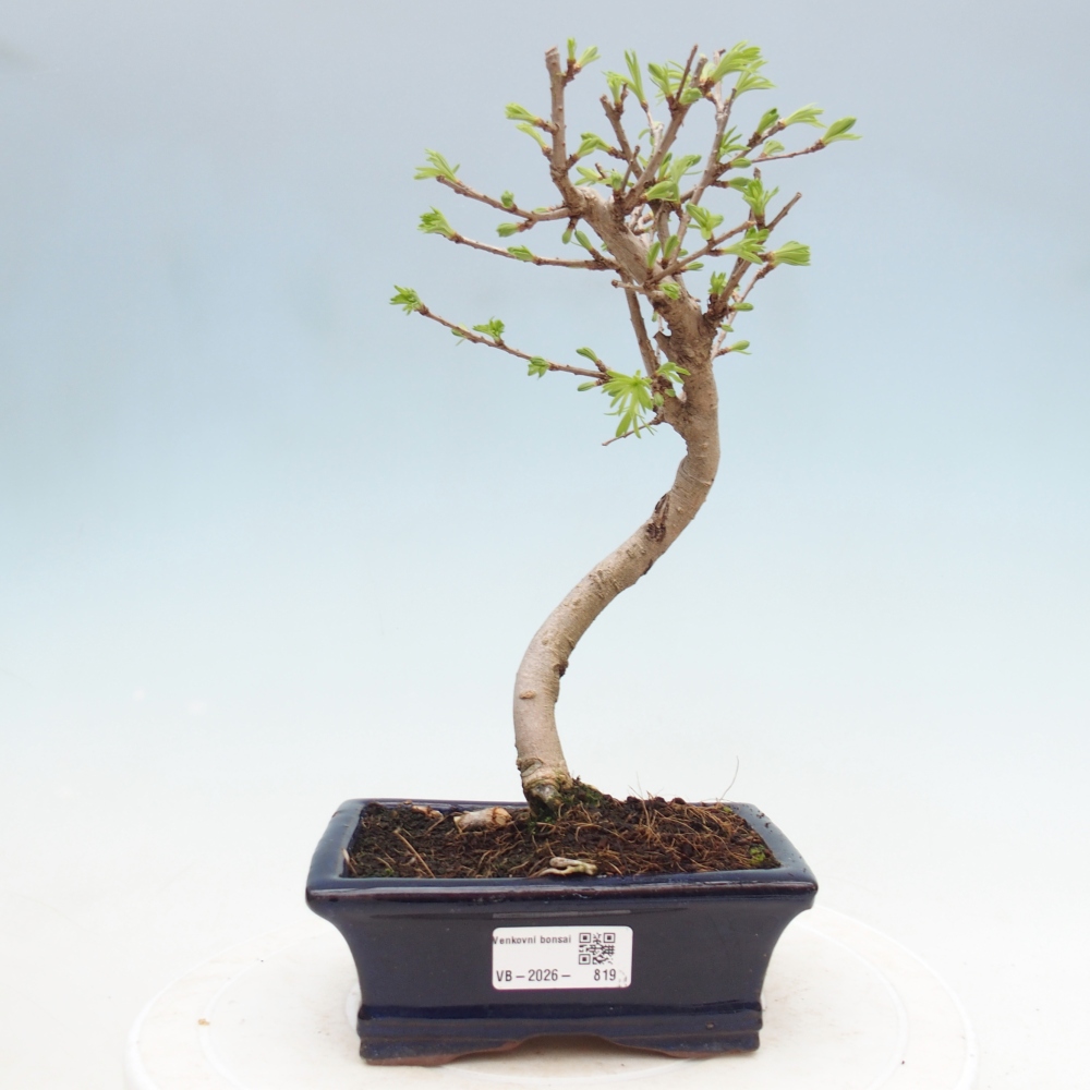 Venkovní bonsai -Pseudolarix amabis-Pamodřín