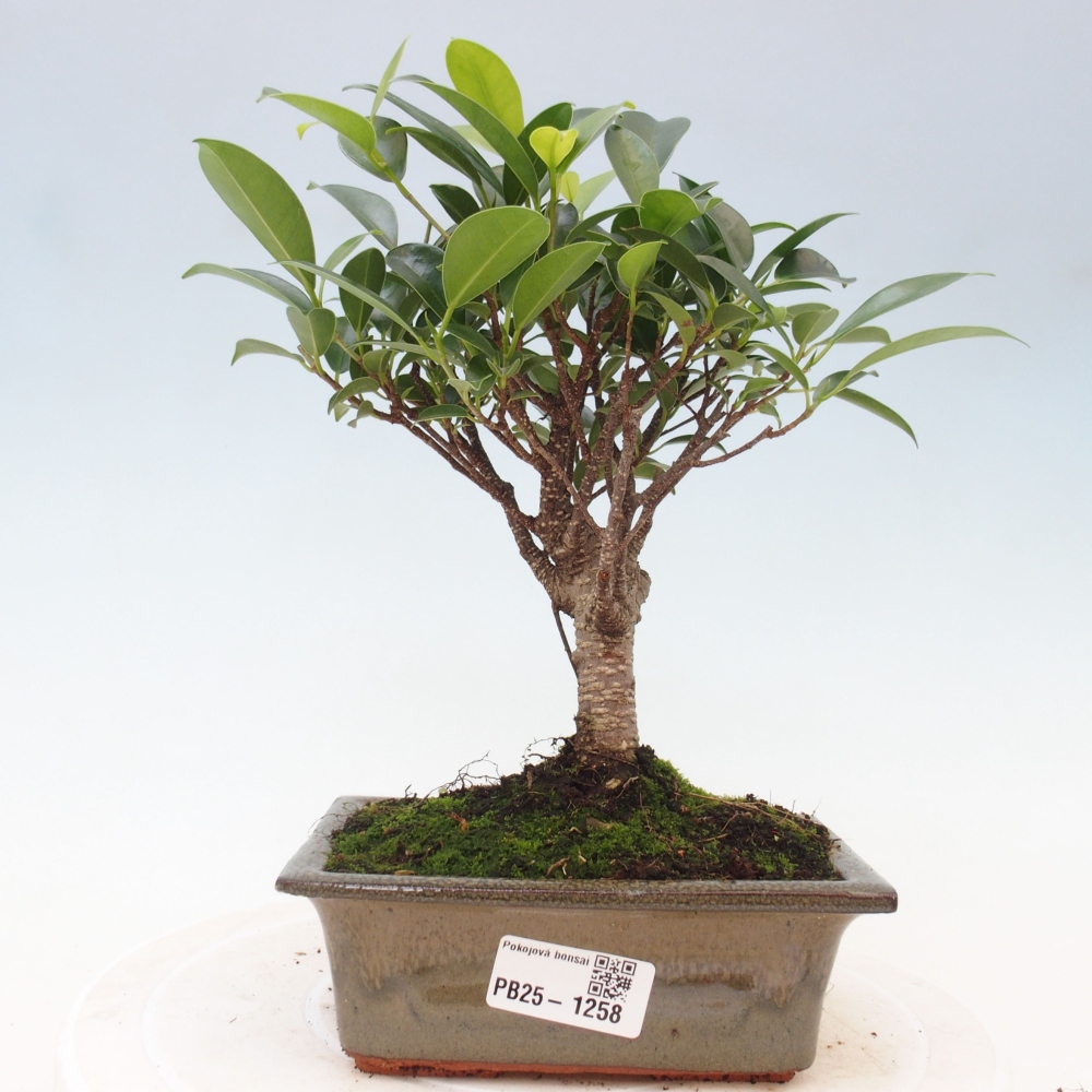Pokojová bonsai - Ficus retusa -  malolistý fíkus