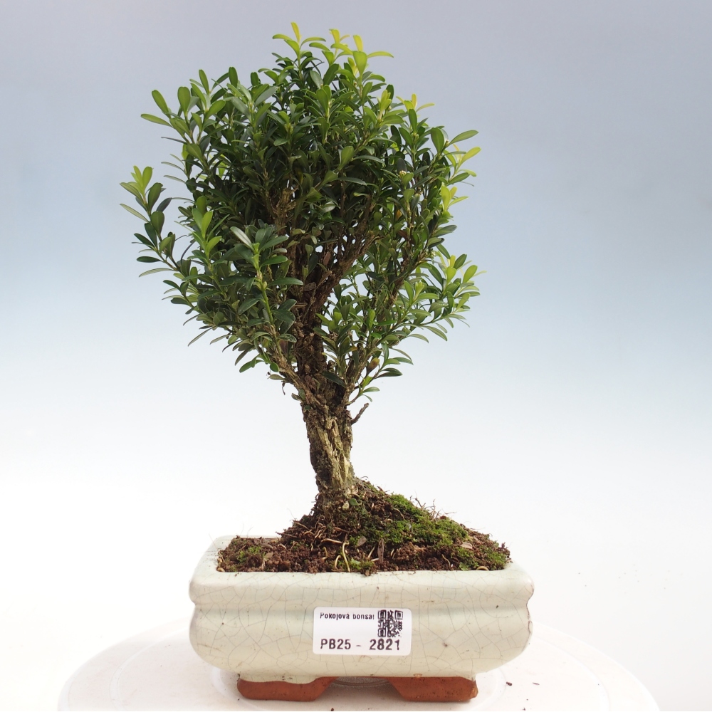Pokojová bonsai - Buxus harlandii -korkový buxus