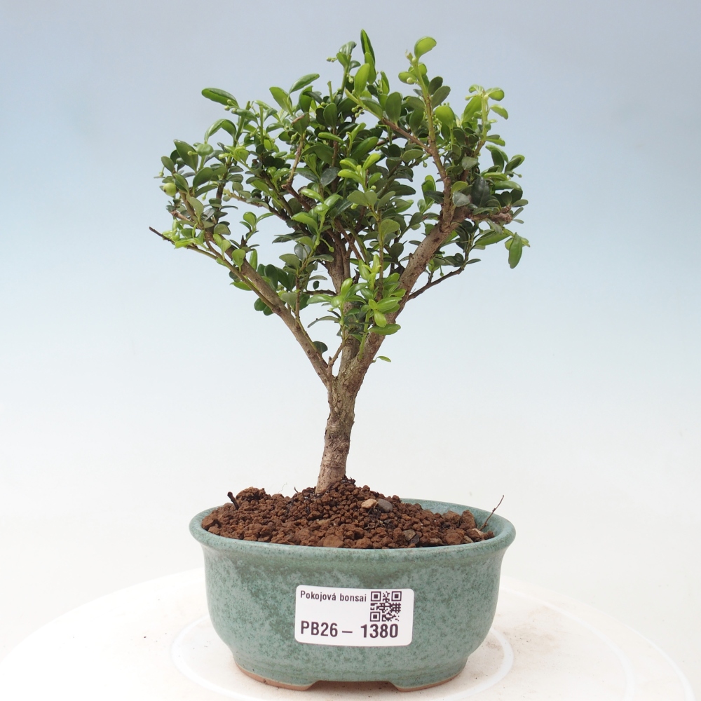 Pokojová bonsai - Ilex crenata - Cesmína