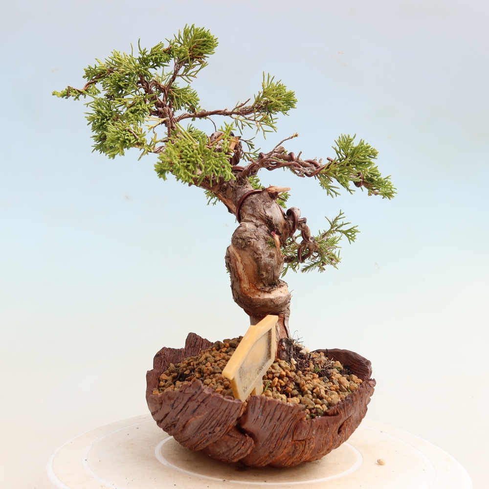 Venkovní bonsai - Juniperus chinensis Itoigawa-Jalovec čínský