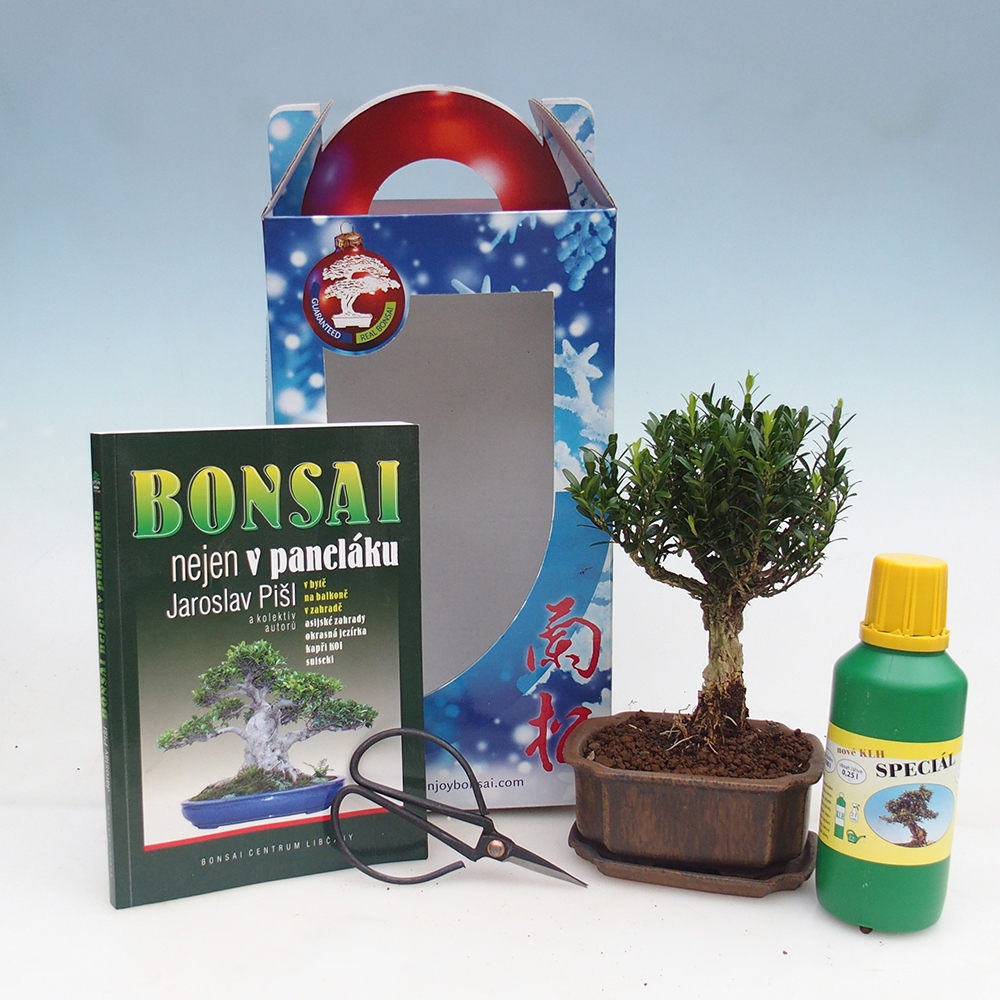 Pokojová bonsai v dárkové krabičce Buxus harlandii -korkový buxus